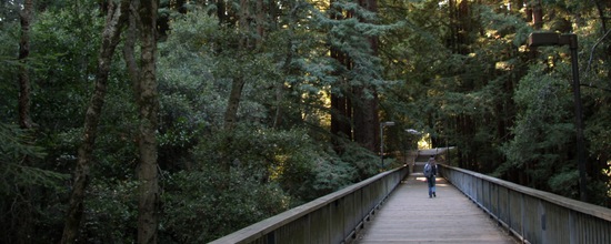 student walking on a bridge with trees on either side
