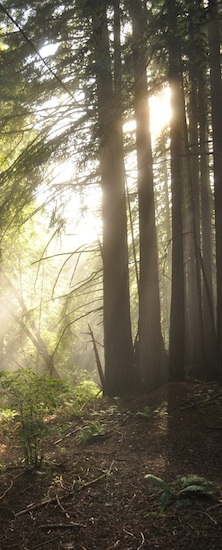 Redwood Trees